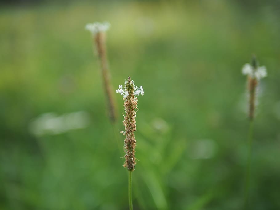 Bidang, padang rumput, bidang bunga, Bunga, tanaman, naturephotography, Alam, makro, close up, hijau