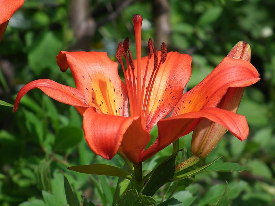 花 ユリ オレンジ 美しい花 庭の花 夏の花 庭 観賞植物 花びら 明るい Pxfuel