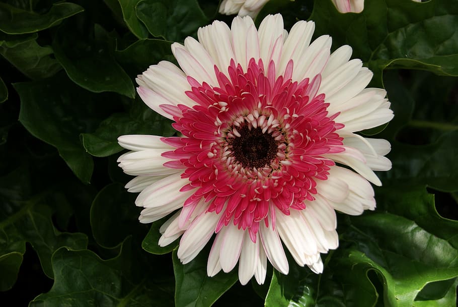 Gerbera, Daisy, Flower, Floral, Nature, gerbera daisy, white, red, pink, plant