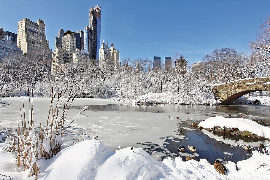 new, york, central, park, daytime, photography, city, new york, tree, winter