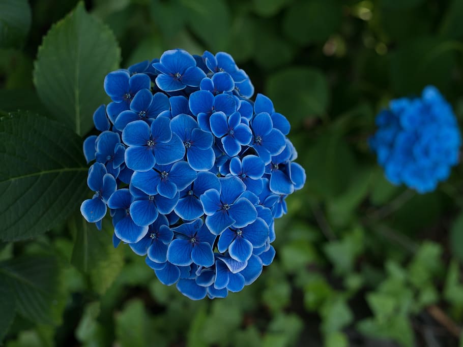 shallow, focus, blue, Hydrangea, Flowers, Rainy Season, japan flower, flower, in the early summer, nature
