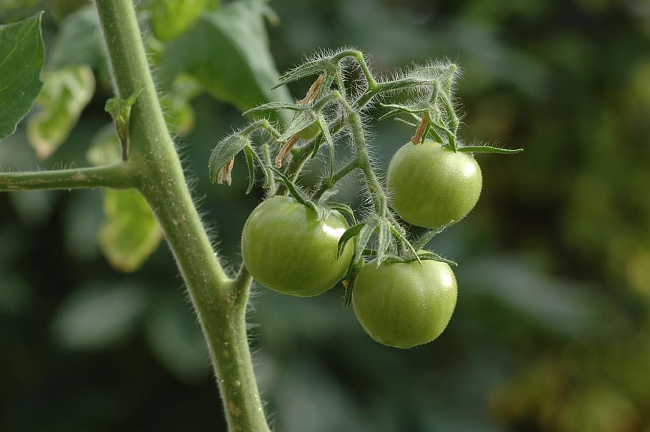 Planta, tomates, tomates verdes, vegetales, siembra, descuento, estera, comer, naturaleza, cultivo
