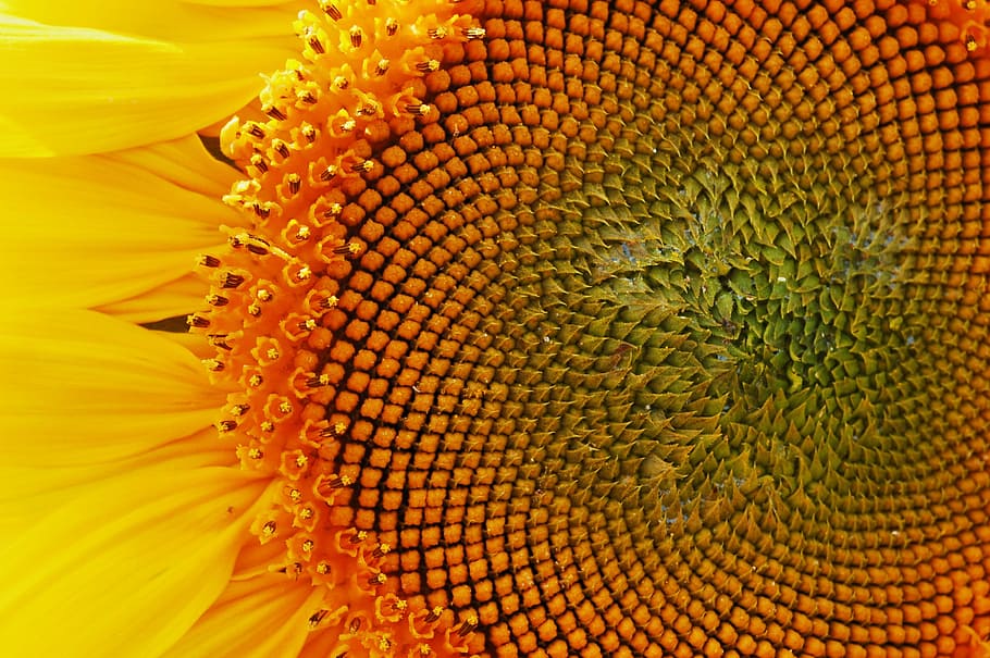 bunga matahari, dekat, makro, kuning, alam, musim panas, tanaman, bunga, datailaufnahme, kerapuhan