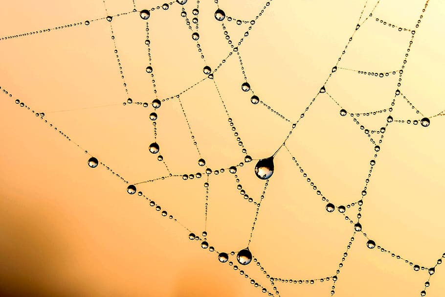 close, photography, body, water, spider web, beaded, cobweb, network, dew, drip