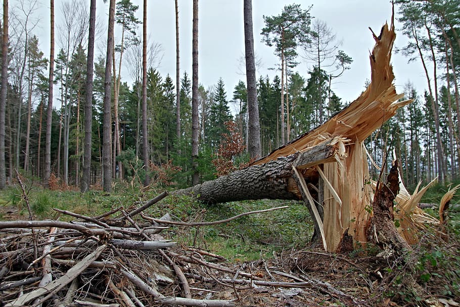 el barril roto, el árbol, la destrucción del, tormenta, orkan, bosque, roto, naturaleza, en la corte de, el medio ambiente