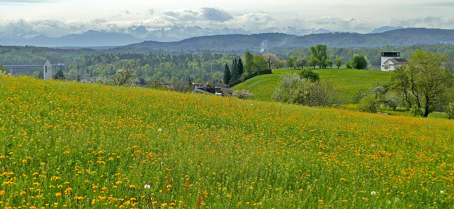 landscape, switzerland, aargau, nature, meadow, flowers, dandelion, daisy, pasture, wide