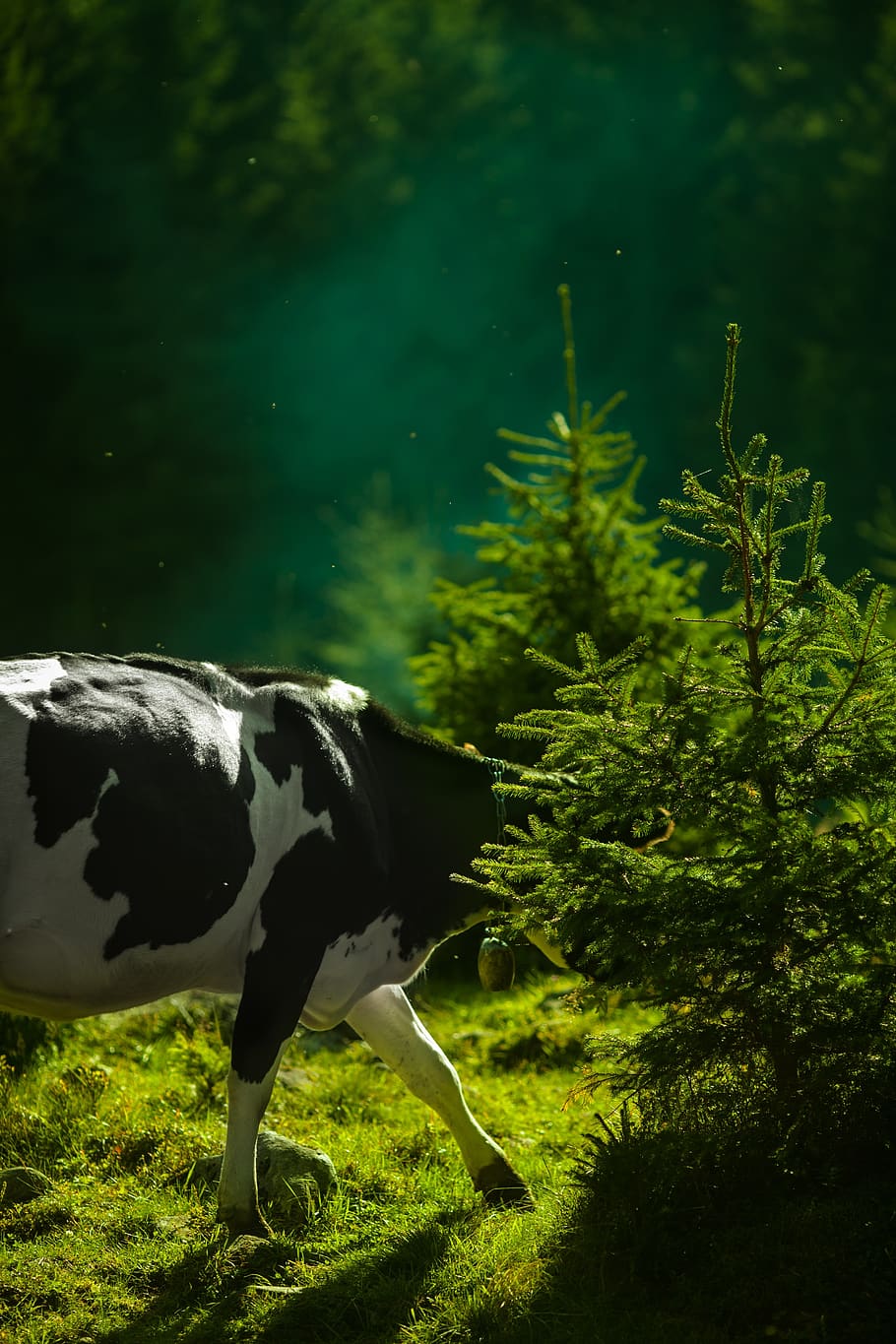 cow, animal, herbivore, green, nature, leaves, grass, farm, animal themes, plant