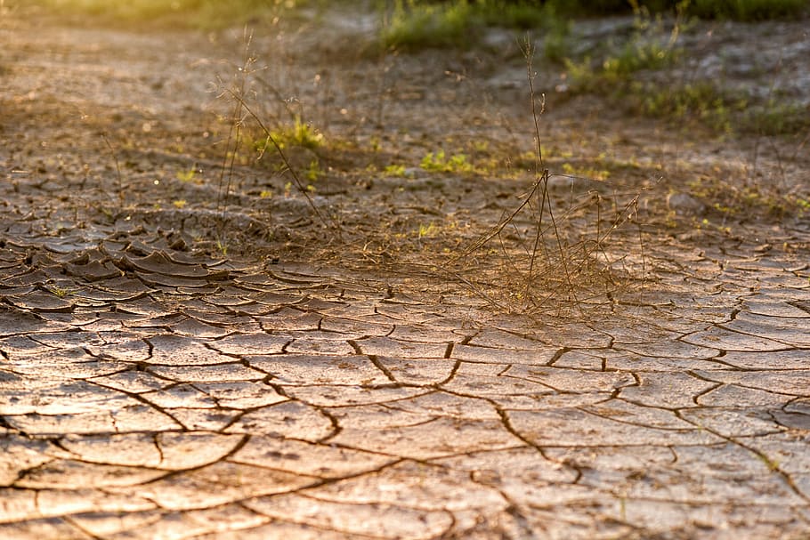 dried, grass, dehydrated, soil, daytime, cracked ground, desert, dirt, drought, nature