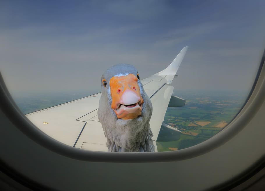 Aircraft, Duck, Window, Remix, aircraft window, airplane, air vehicle, flying, one animal, sky