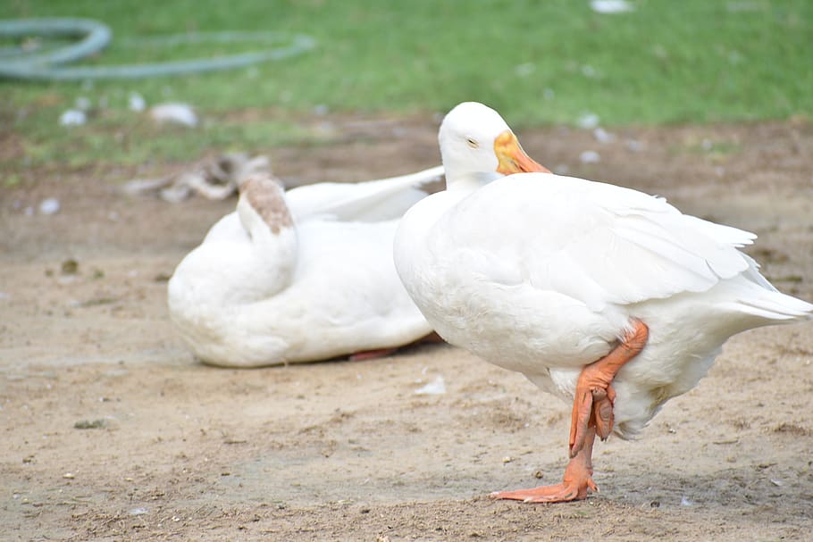 Bebek Bebek Pelari Indian Bertengger Satu Kaki Berdiri Tema Hewan Hewan Burung Satwa Liar Hewan Binatang Di Alam Liar Bertulang Belakang Pxfuel