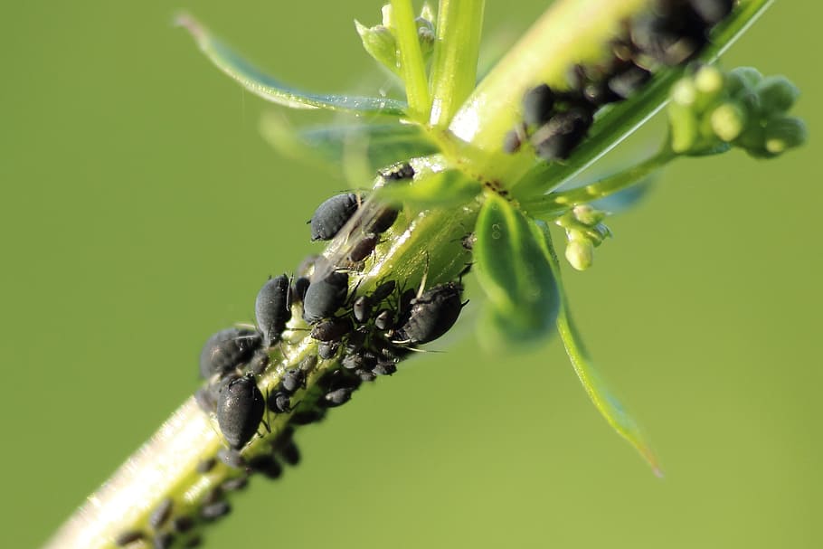 fotografia de close-up, preto, insetos, galho, Pulgões, Pulgão, Pragas, Bush, Macro, Fechar
