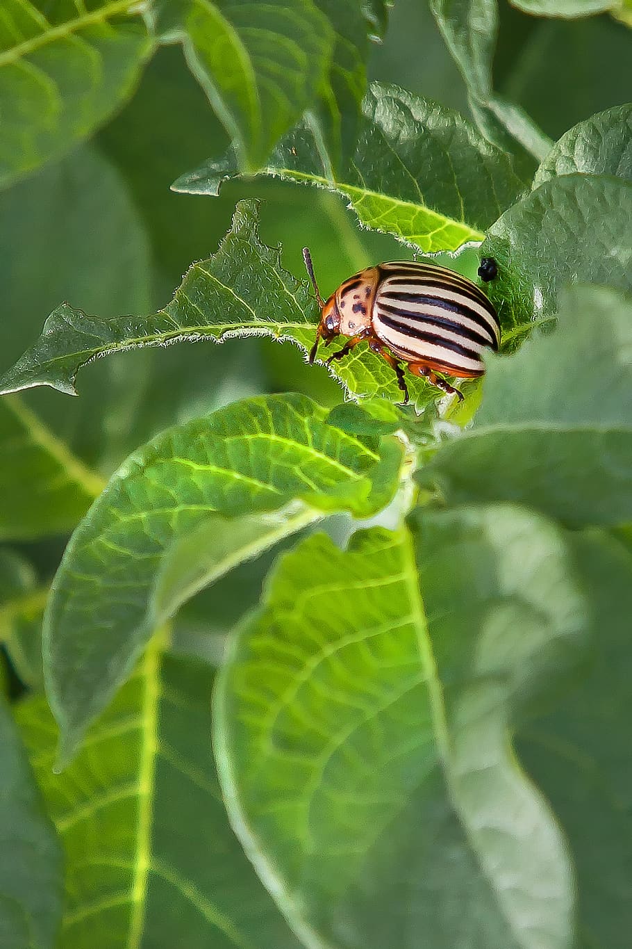 escarabajo de patata, plaga, insecto, patata, escarabajo, hoja, verde, piernas, cabeza, planta