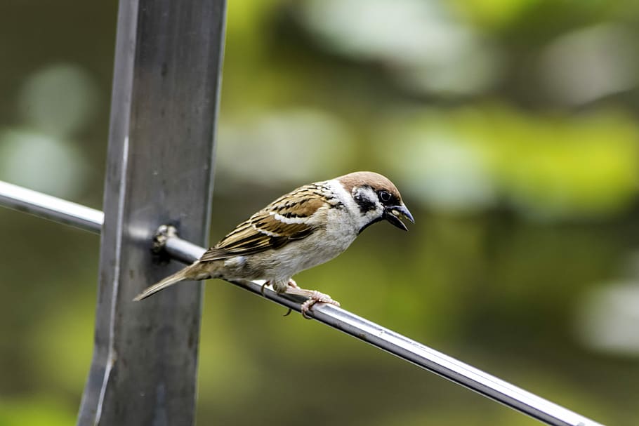 outdoors, bird, nature, wildlife, little, animal, wing, side view, wood, sparrow