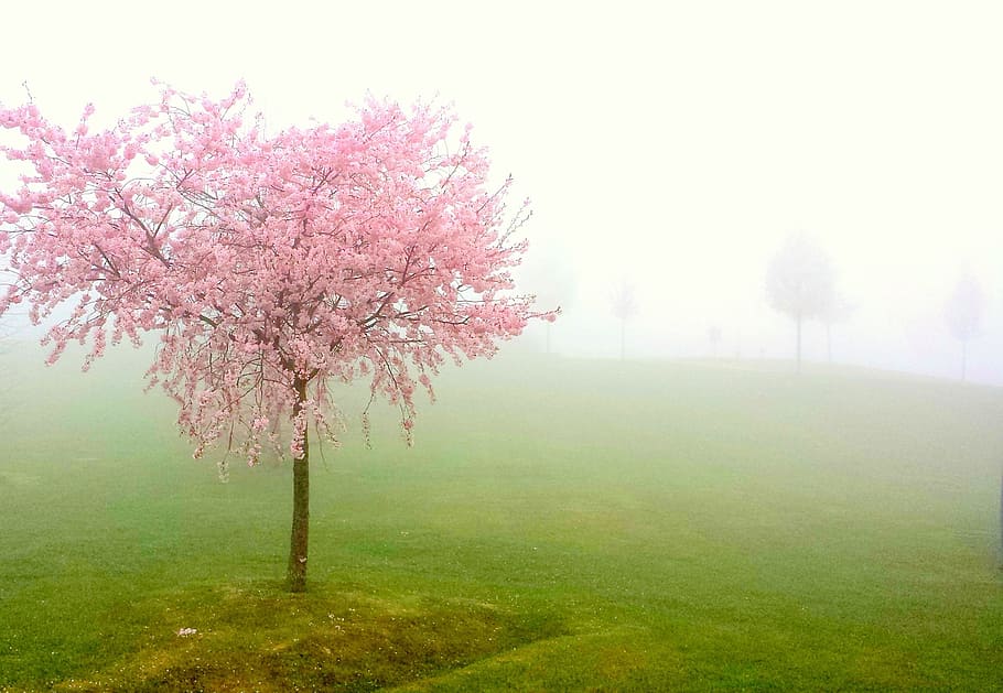 fotografía de paisaje, árbol de sakura, pesco, niebla, floración, árbol, flovers, primavera, durazno, flor