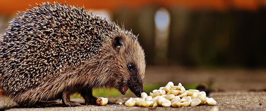 brown, hedgehog, eating, nuts, hedgehog child, young hedgehog, animal, spur, nature, garden