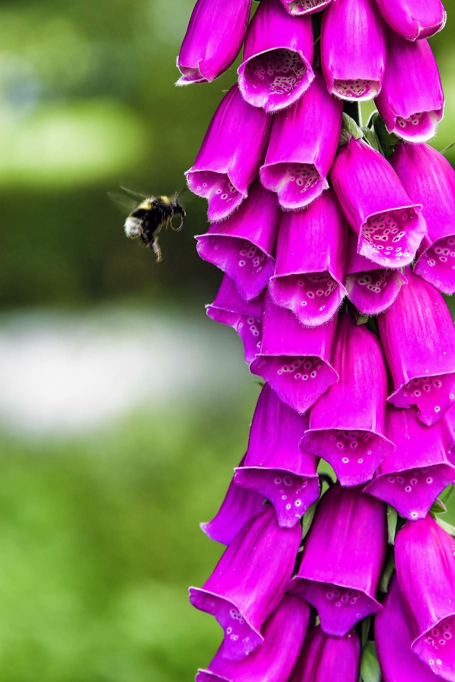 foxglove, bumble bee, summer, plant, flower, garden, purple, bee, insect, bumble