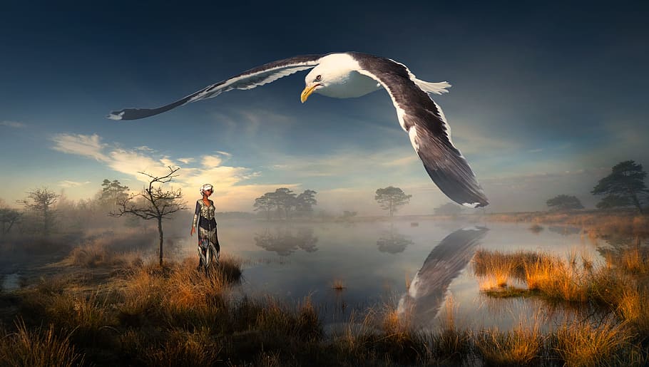brown, white, eagle, flying, sky, dawn, fantasy, landscape, pond, fog