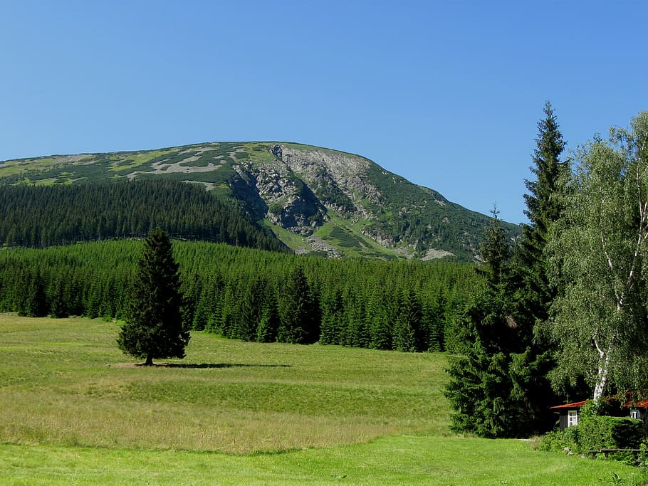 mountain, forest, meadow, solitude, landscape, mountains, the giant mountains, nature, tree, summer