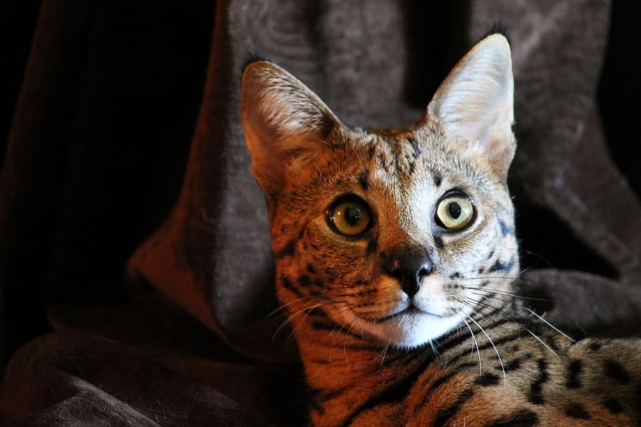 serval, cat, wild, undomesticated, whiskers, gaze, one animal, mammal, feline, domestic animals