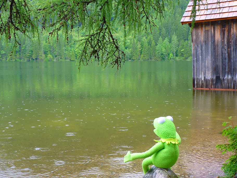 kermit, frog, body, water, rain, lake, tree, green color, plant, day