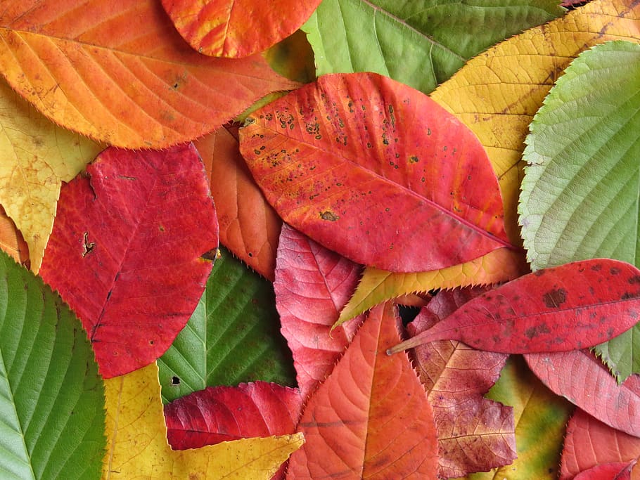 autumn leaves, colourful, leaves, autumn, fall, colorful, fall leaves, red, leaf, plant part