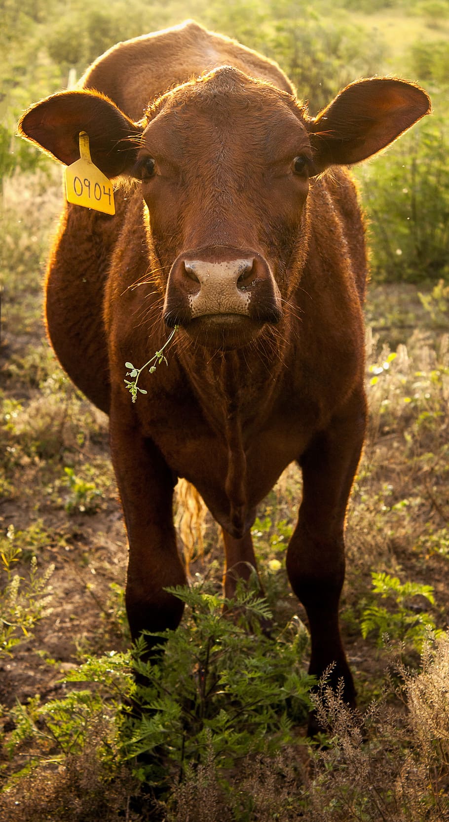 Cow, Tag, Tagged, Farm, Cattle, agriculture, beef, animal, livestock, farming
