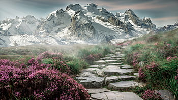 Royalty Free Flowers And Mountain Photos Free Download Pxfuel