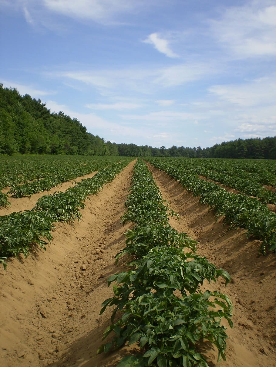 green, leafed, plant field, gree trees, potato, fields, agriculture, farming, plants, potatoes