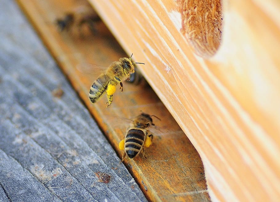 Bee, Macro, Honey, Pollen, always, nectar, spring, pollen basket, animal themes, insect