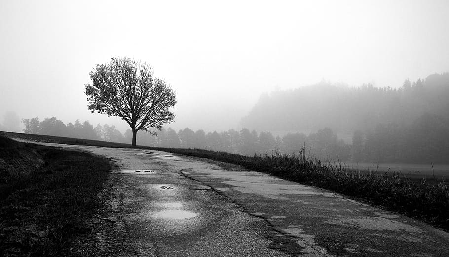 tree, cold, gloomy, fog, bend, landscape, away, nature, forest, wet