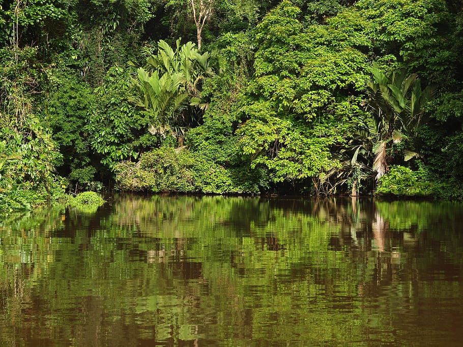tortuguero, national, park, Tortuguero National Park, Costa Rica, tropics, national park, jungle, rainforest, mirroring