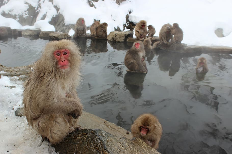 grupo de babuinos, monos de nieve, macaco, japonés, jigokudani, primate, nieve, japón, vida silvestre, mono
