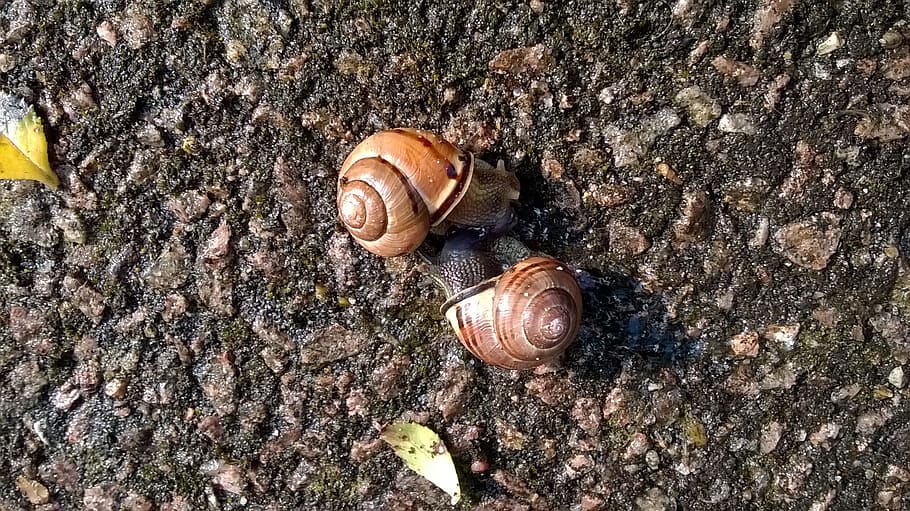 Snails, Animals, Mating, Love, Spring, animals, mating, nature, animal themes, snail, animal shell