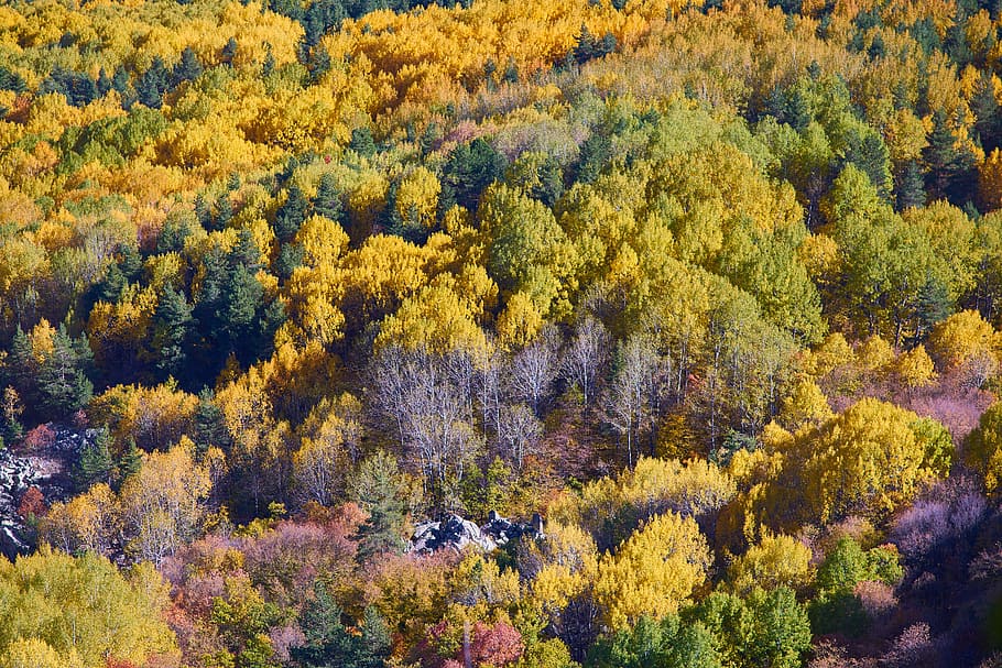 musim gugur, hutan, kuning, alam, indah, pemandangan, pohon, daun, hari, hijau
