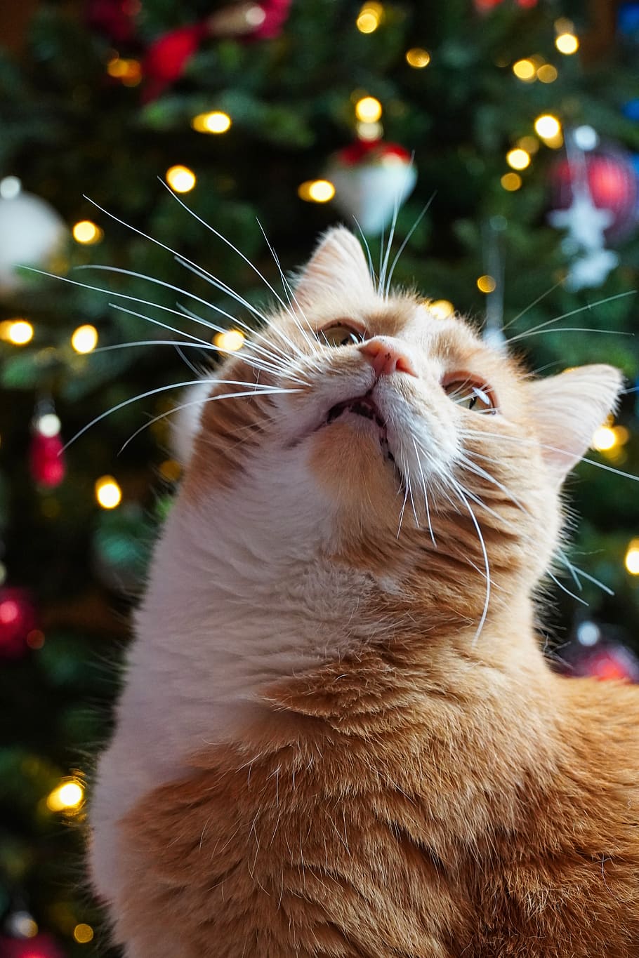cat, cat love, pet, christmas, fir tree, view, sweet, cute, cuddly, love