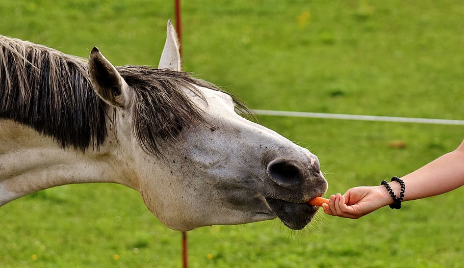 人 餌 白 馬 カビ 動物への愛 食べる 面白い ニンジン 牧草地 Pxfuel