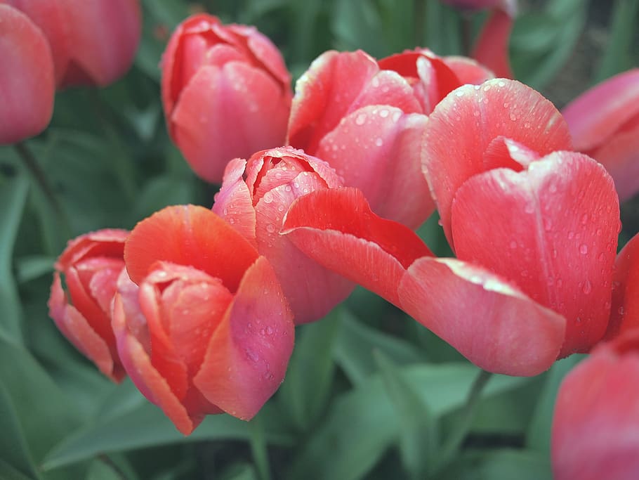 red, tulips, flowers, garden, beauty in nature, freshness, close-up, plant, flowering plant, flower