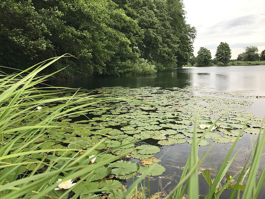 lago con nenúfares, junto al lago, estanque, planta, agua, lago, belleza en la naturaleza, color verde, hoja, crecimiento