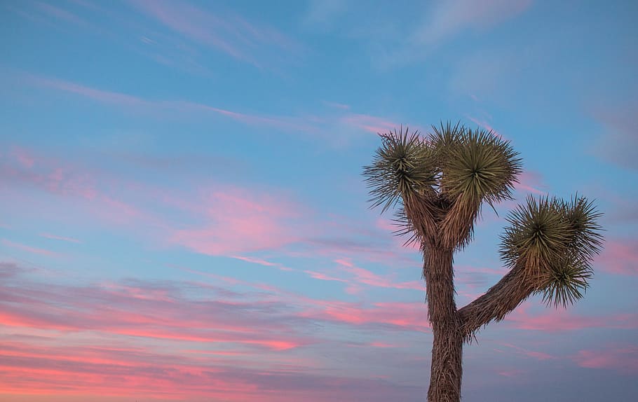 Joshua, árbol, puesta de sol, cielo, paisaje, California, colorido, atardecer, sol, naturaleza