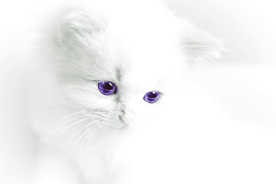 白, 車, 紫, 目, 猫の赤ちゃん, 猫, 飼い猫, 白猫, 若い動物, 甘い