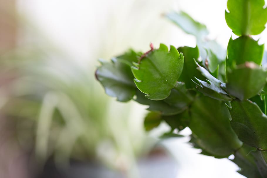 house, plant, close up, indoor, decor, green, leaves, nature, grow, growth