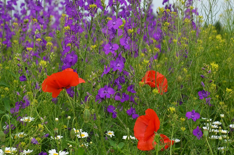 meadow, crow's-feet, poppy, daisy, grass, wildflowers, flower, wildflower, flowers, nature