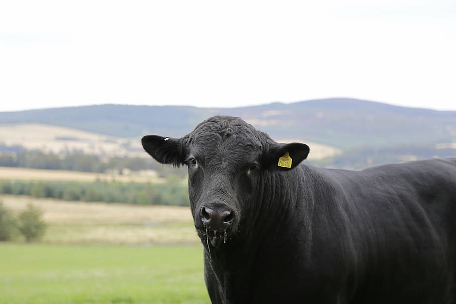 preto, vaca, campo de grama, montanhas, carne de bovino, touro, angus, brinco, gado, ruminante