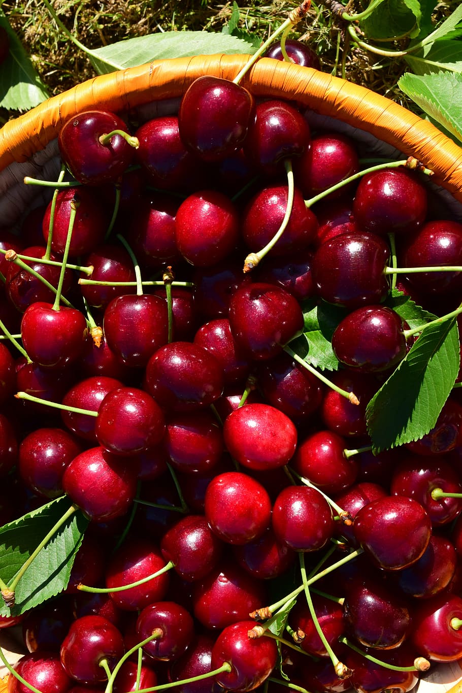 cerejas, cesta, fruta, vermelho, verão, cereja doce, frutas, jardim, saudável, colheita de cereja