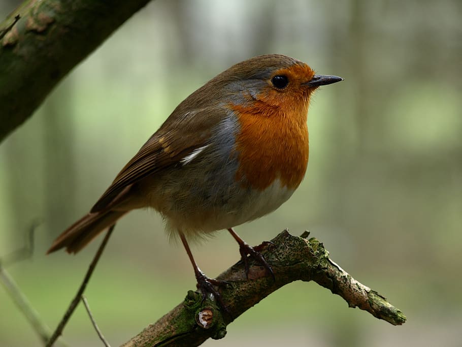 robin, bird, nature, songbird, animal, spring, nest, garden, outdoor, life