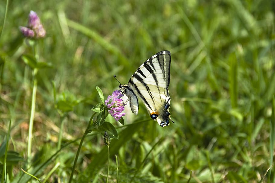 scarce swallowtail, swallowtail butterflies, butterfly, flower, flowering plant, plant, animal wildlife, animal themes, insect, animal