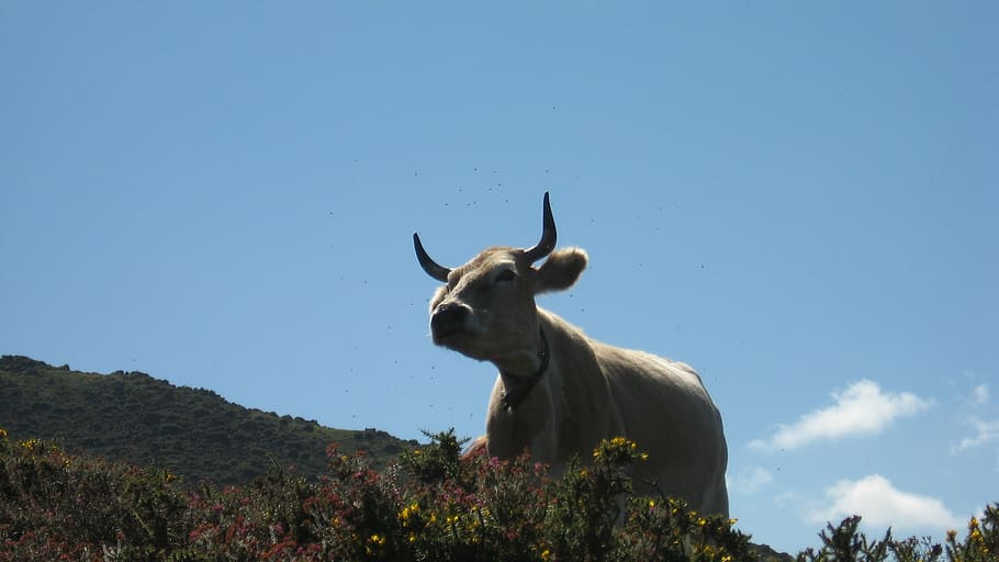 cow, nature, animals, horns, picos de europa, bull, farm, countryside, animal, animal themes