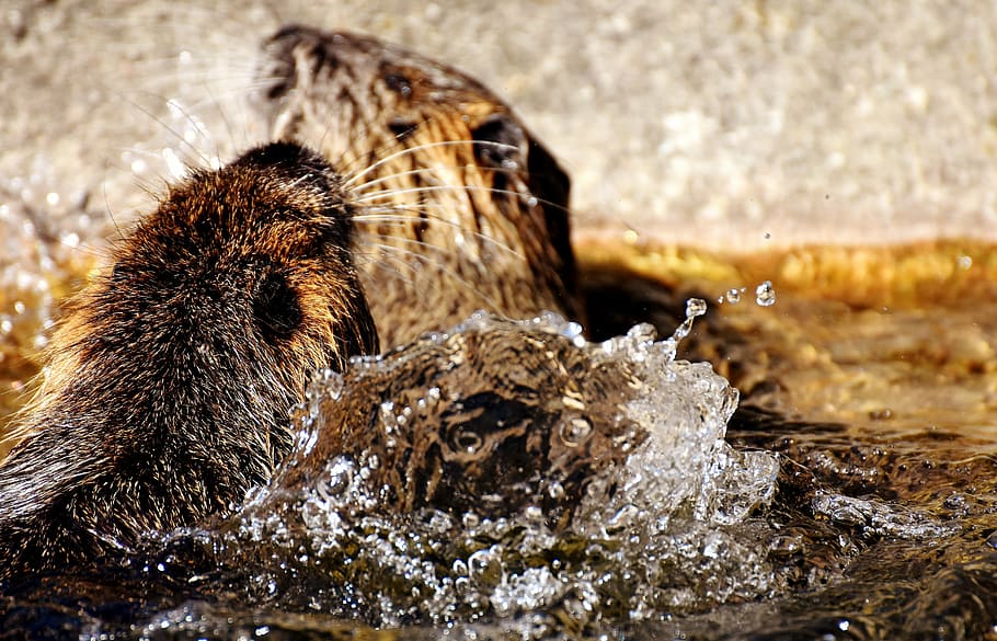 beaver rats, play, nutria, water rats, water, splashing, animal world, animal, nature, fur
