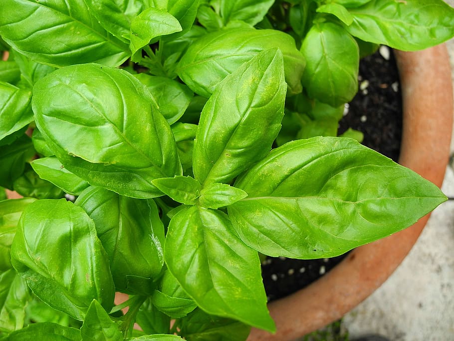 Basil, green, herb, herbs, ingredient, leaf, leaves, plant, food, green Color
