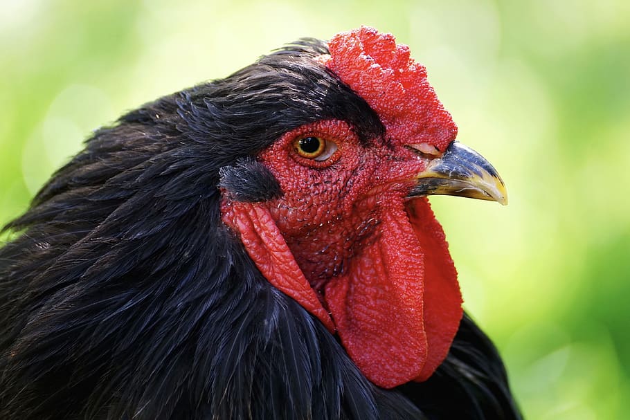 black rooster, chicken, bird, cockscomb, plumage, poultry, animal, feather, gockel, bill